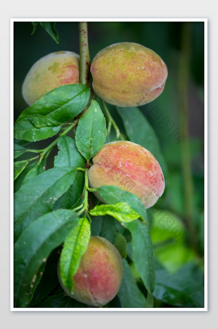 夏日雨后成熟的桃子