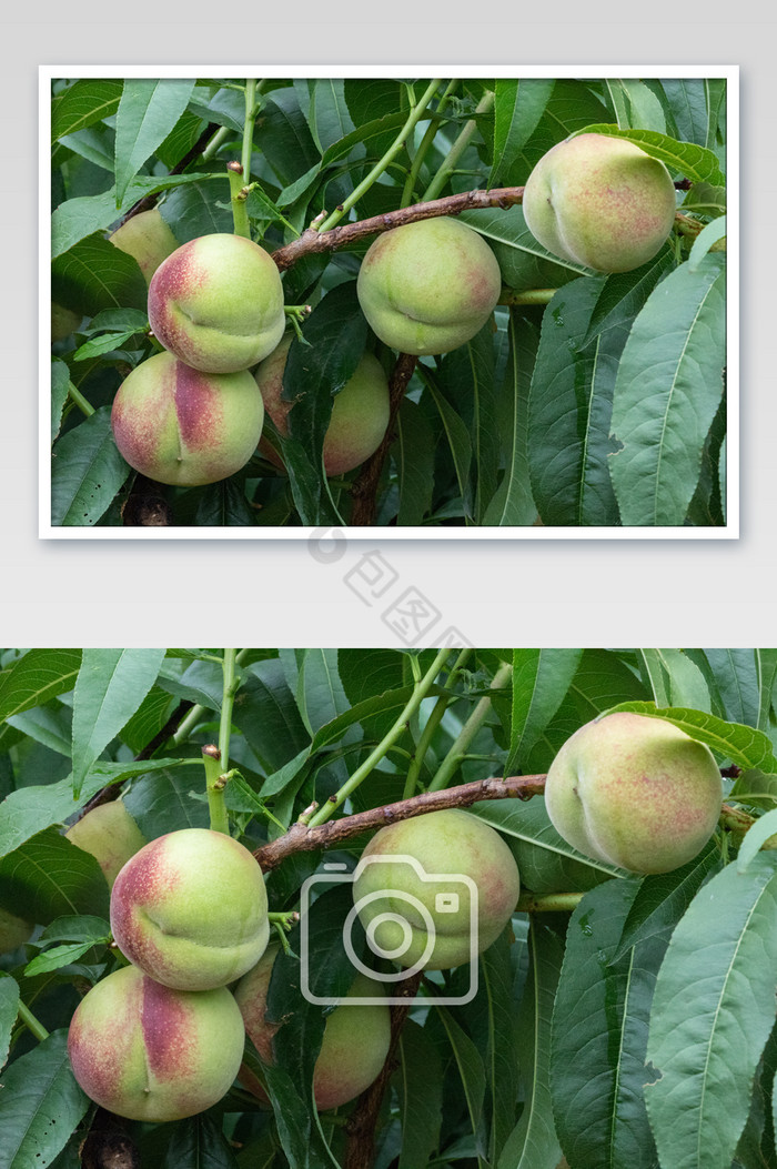夏日桃园成熟的桃子图片