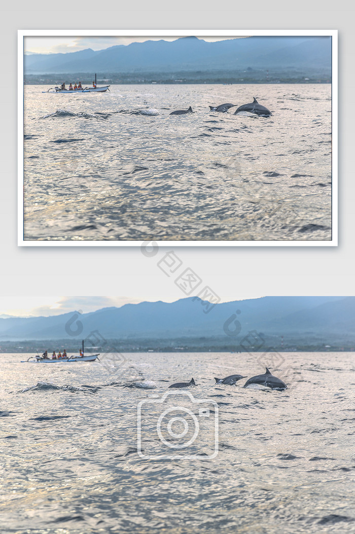 印度尼西亚巴厘岛罗威纳海豚摄影图片