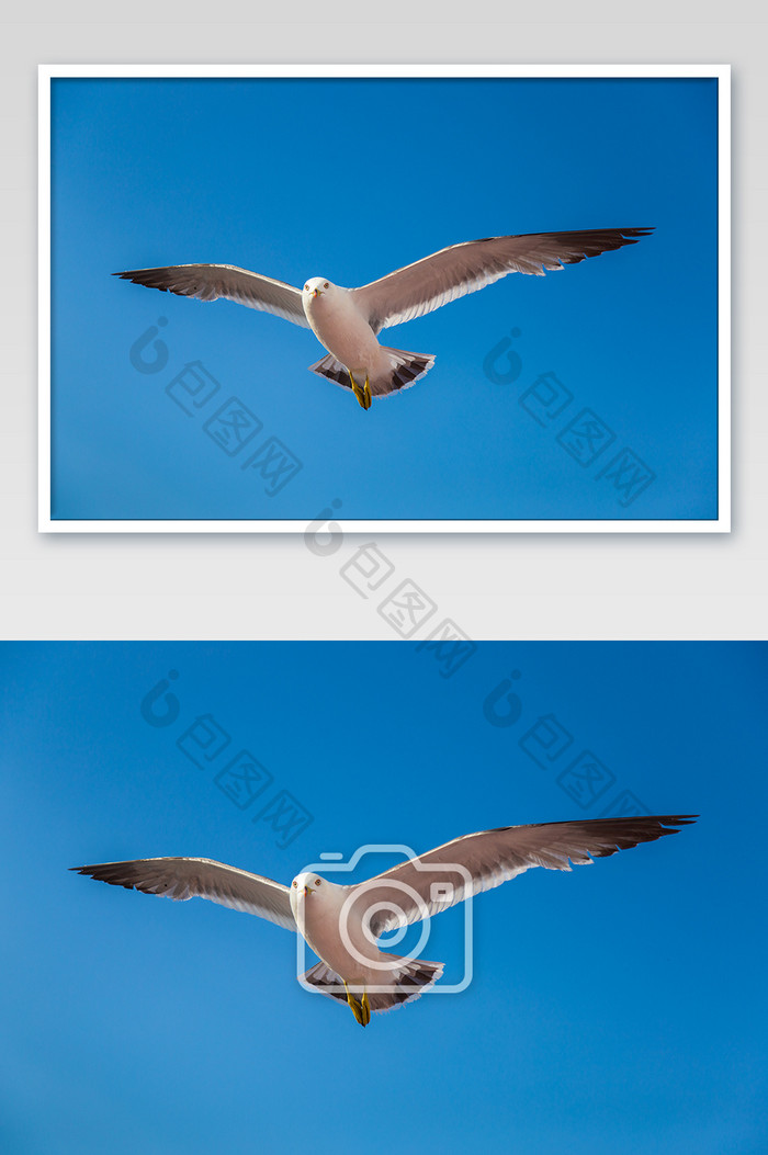 大连飞翔的海鸥的摄影图片
