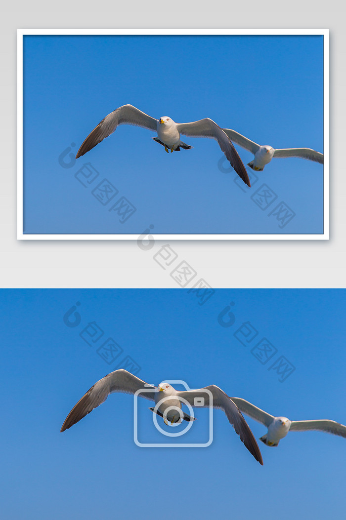 飞翔的海鸥摄影图片