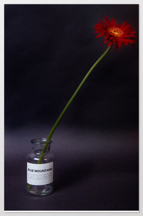 意境瓶中的菊花