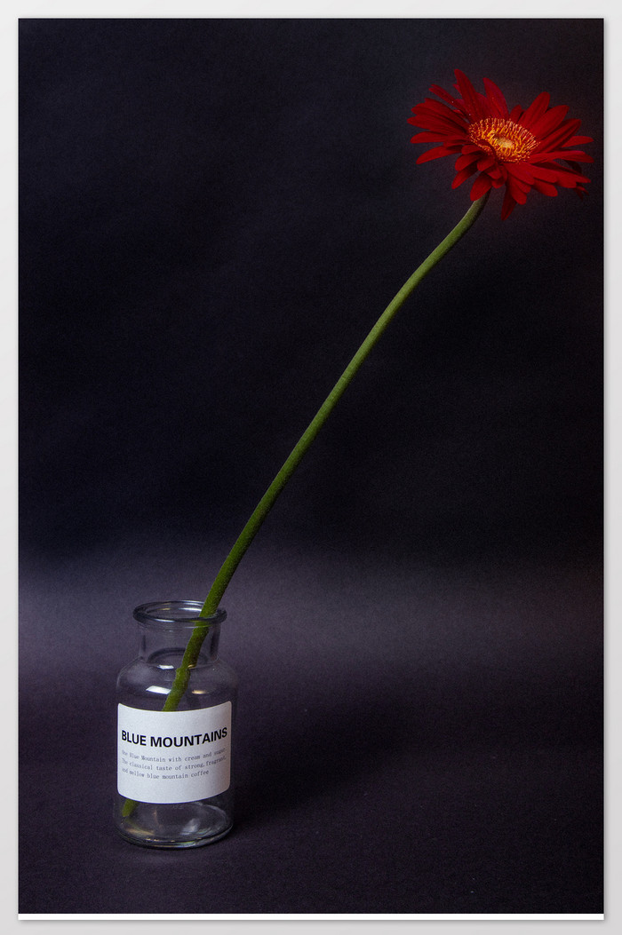 意境瓶中的菊花摄影图图片