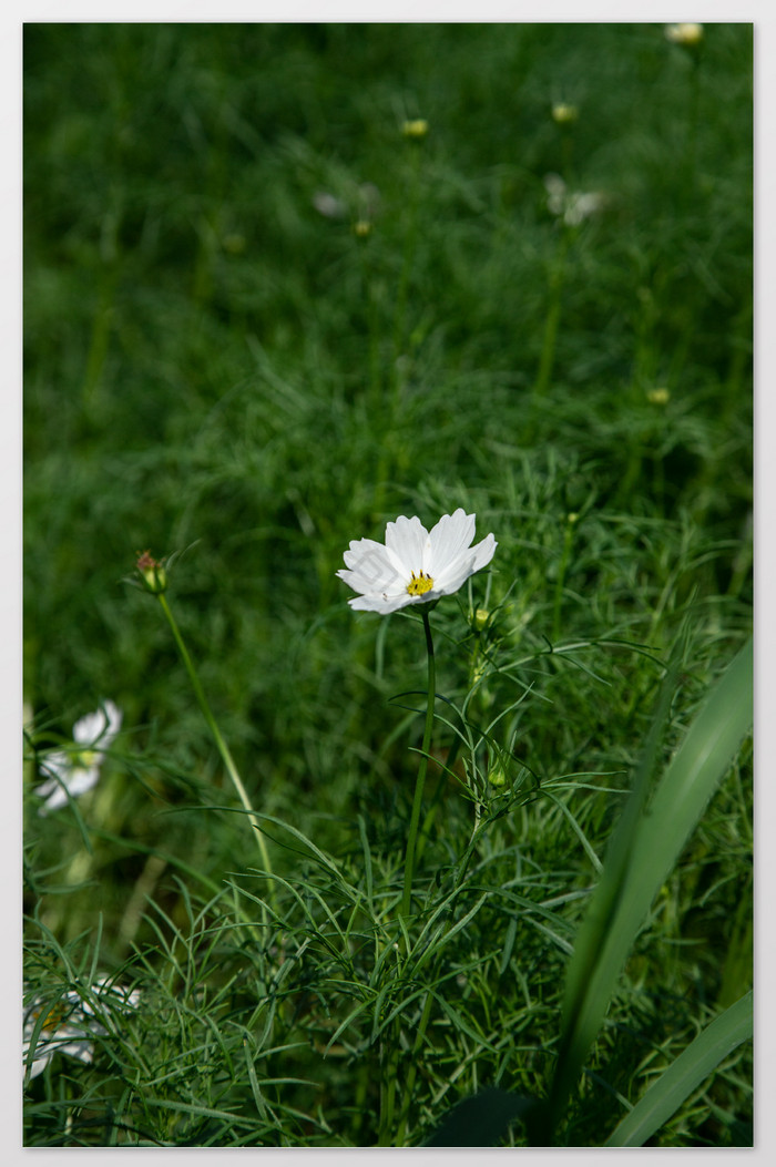 草丛中的白色秋英花卉摄影图图片