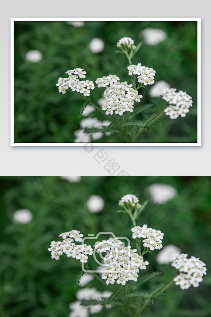 草丛中白色花团摄影图片