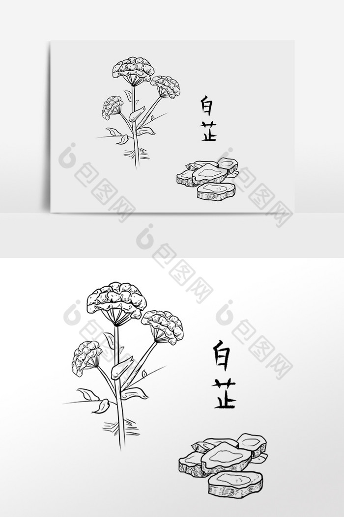 线描中药药材养生白芷插画图片图片