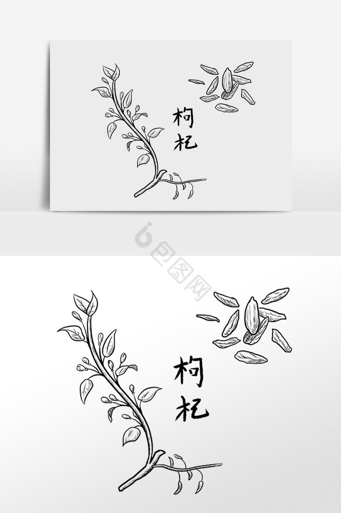 线描中药药材养生枸杞插画图片