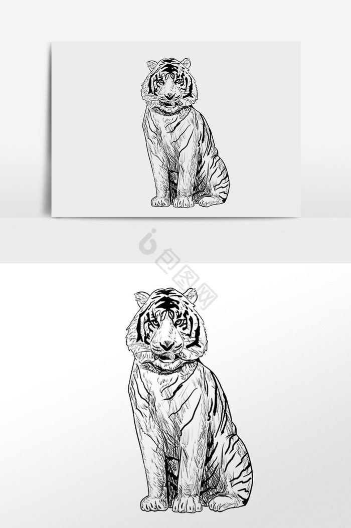 线描素描动物老虎插画图片