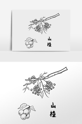 线描中药药材养生山楂插画