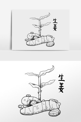 线描中药药材养生生姜插画