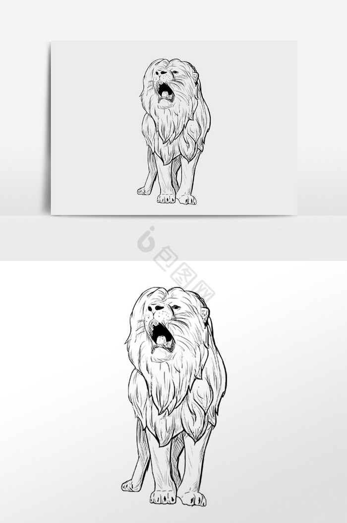 线描素描动物狮子插画图片