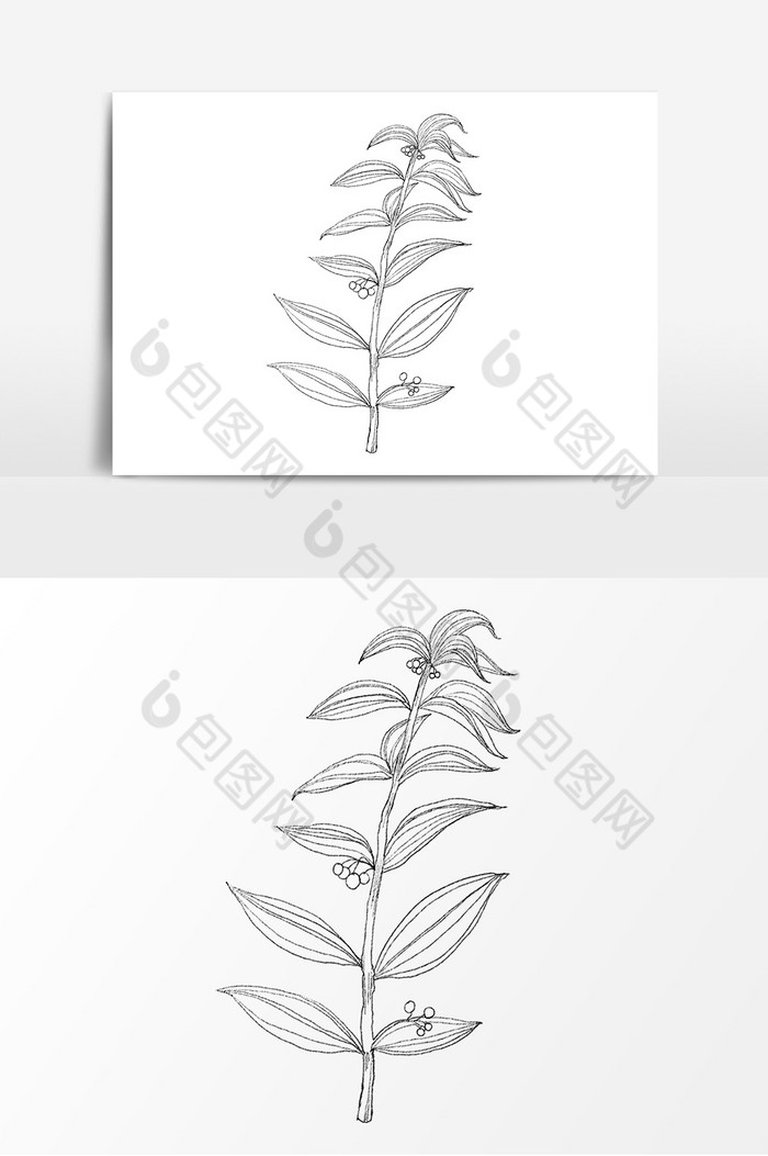 草本植物黄精中药叶子图片图片