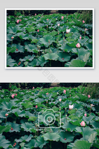 池塘里各种姿态的荷花与莲蓬摄影图片