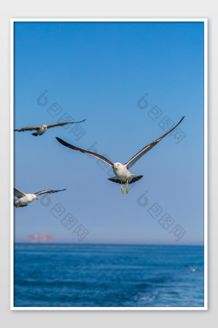 飞翔的的大连海鸥摄影图片