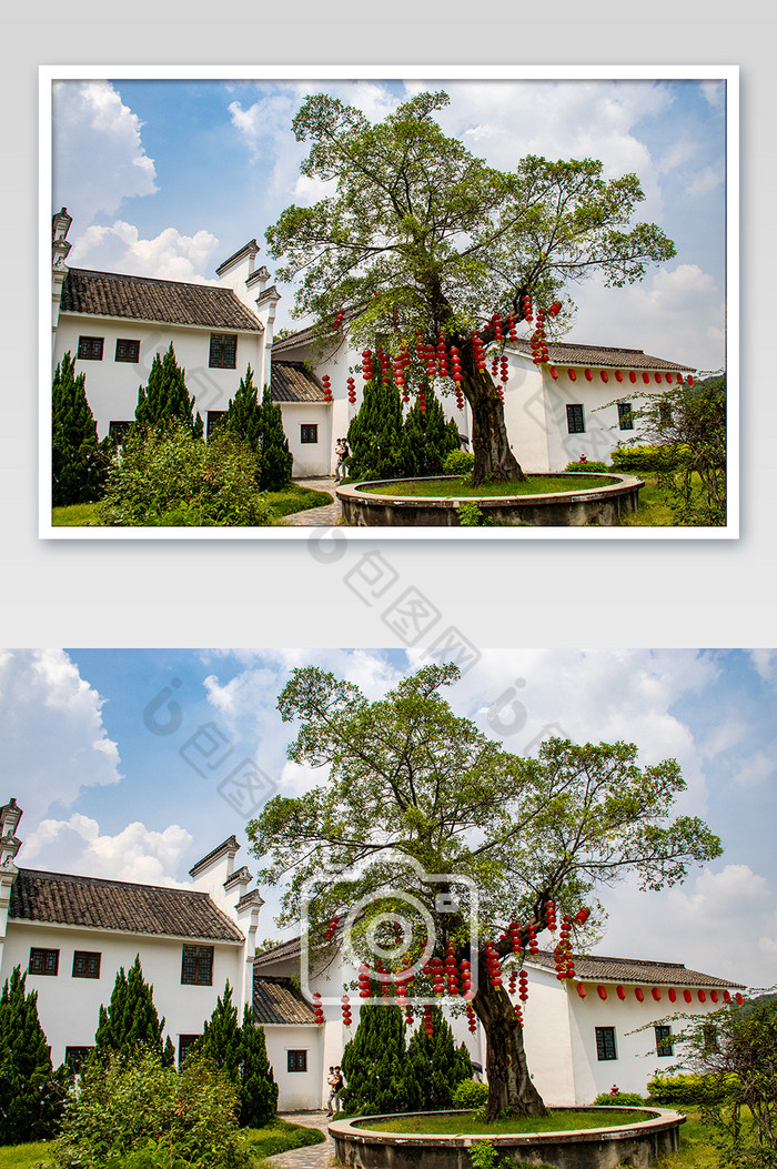 一颗挂满大红灯笼的树白墙黑瓦建筑摄影图图片图片