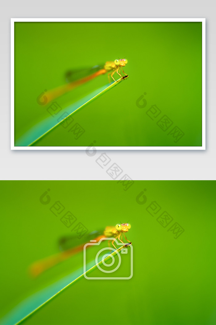 户外蜻蜓微距生态摄影图片