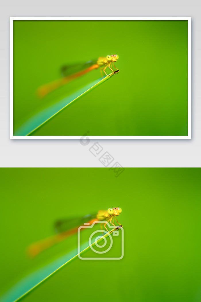 户外蜻蜓微距生态摄影图片