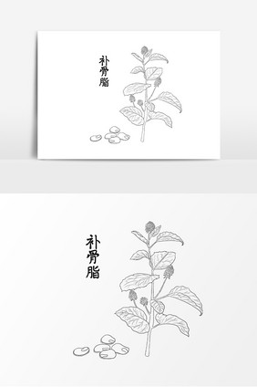 手绘线描药草补骨脂草药元素