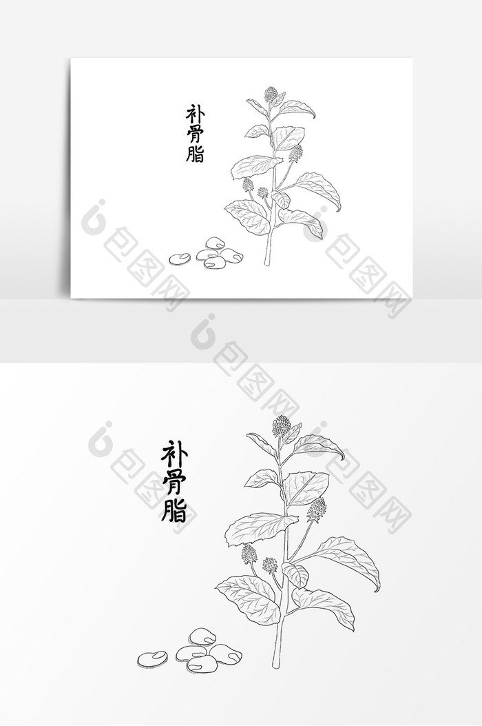 手绘线描药草补骨脂草药元素