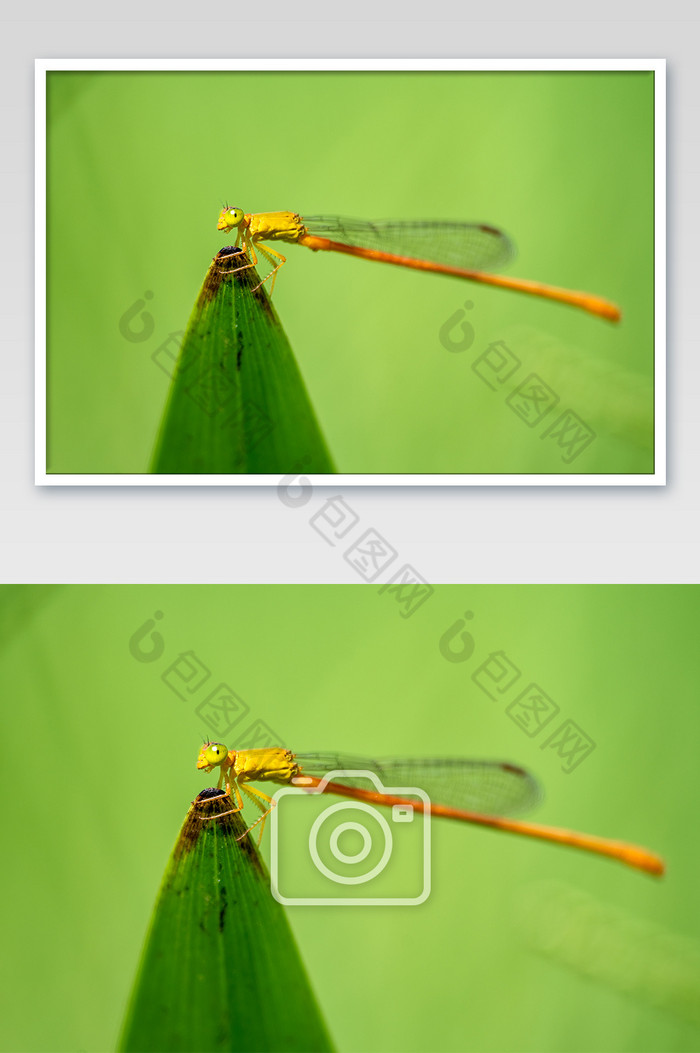 夏天户外蜻蜓微距生态摄影图片图片