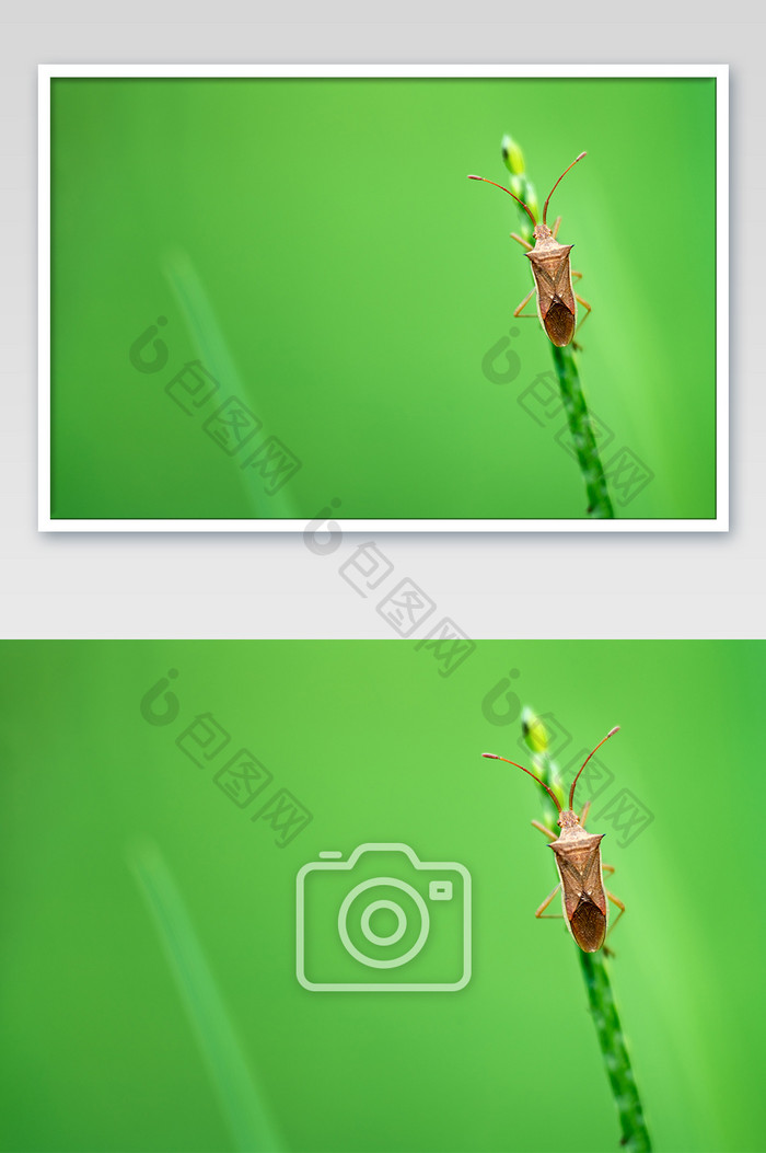 户外昆虫生态微距摄影高清图片