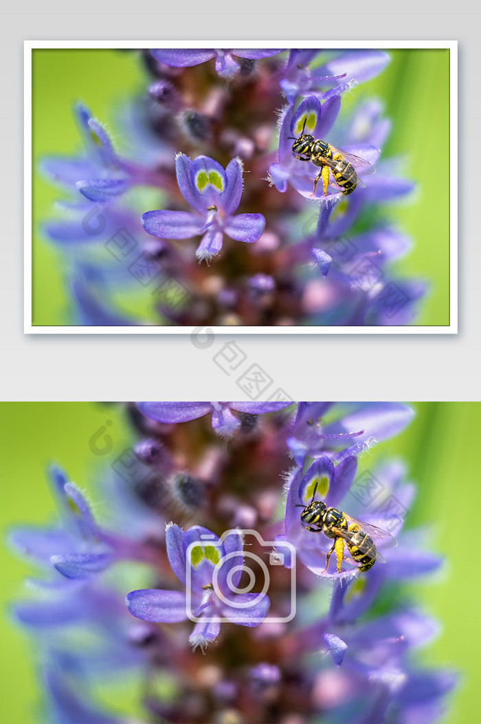 采蜜的蜜蜂微距摄影图片图片