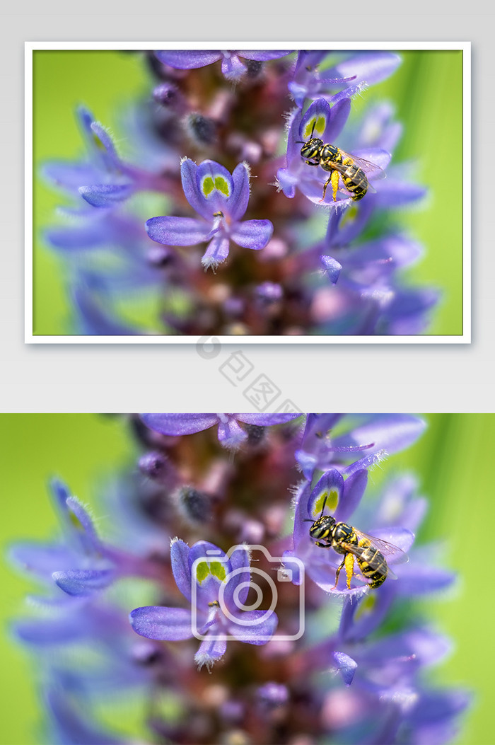 采蜜的蜜蜂微距摄影图片
