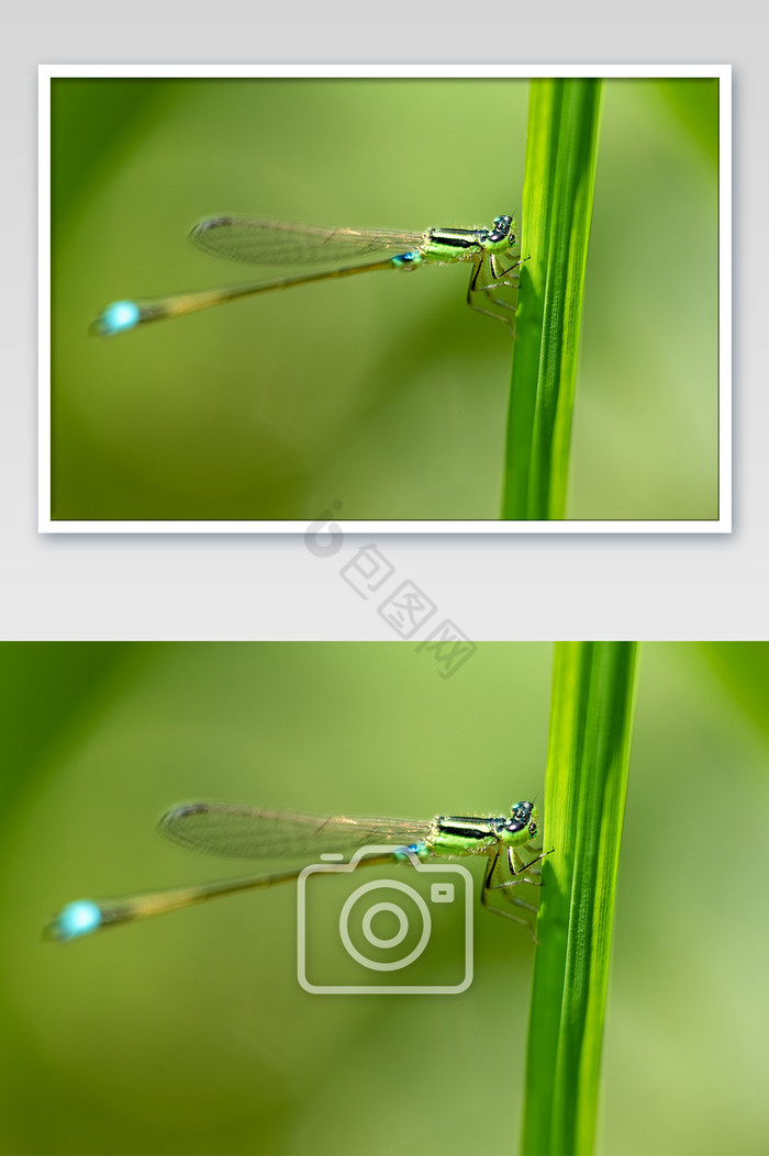 停在叶子上的蜻蜓微距摄影图片