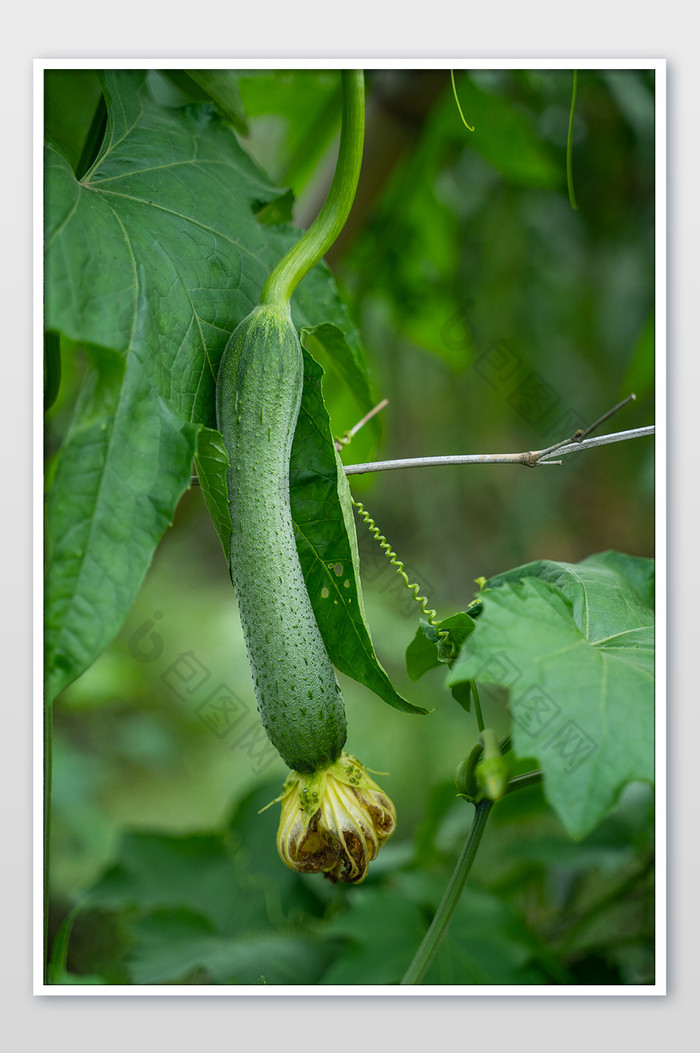 蔬菜黄瓜营养小暑大暑农作物植物摄影图