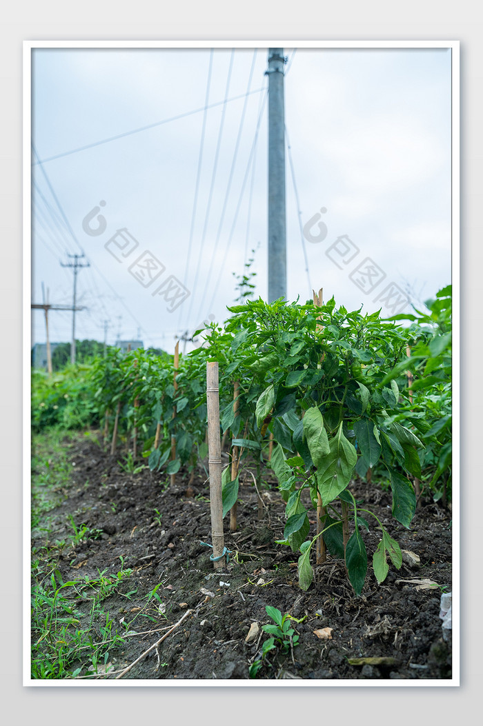 庄家蔬菜食材小暑大暑夏天绿色清爽摄影图图片图片