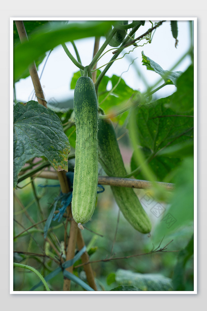 黄瓜蔬菜农产品庄家绿植摄影图