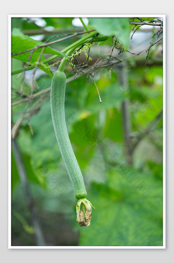 丝瓜蔬菜食材小暑大暑夏天清爽