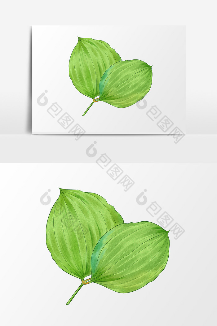 叶子一片植物图片图片