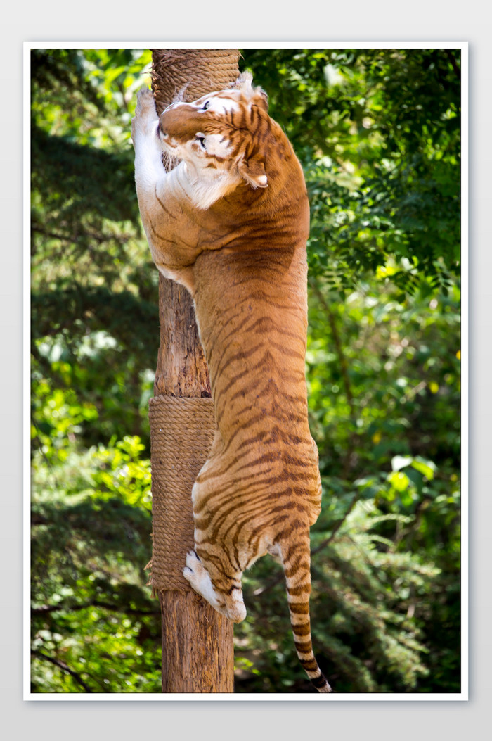 老虎爬树摄影图片图片