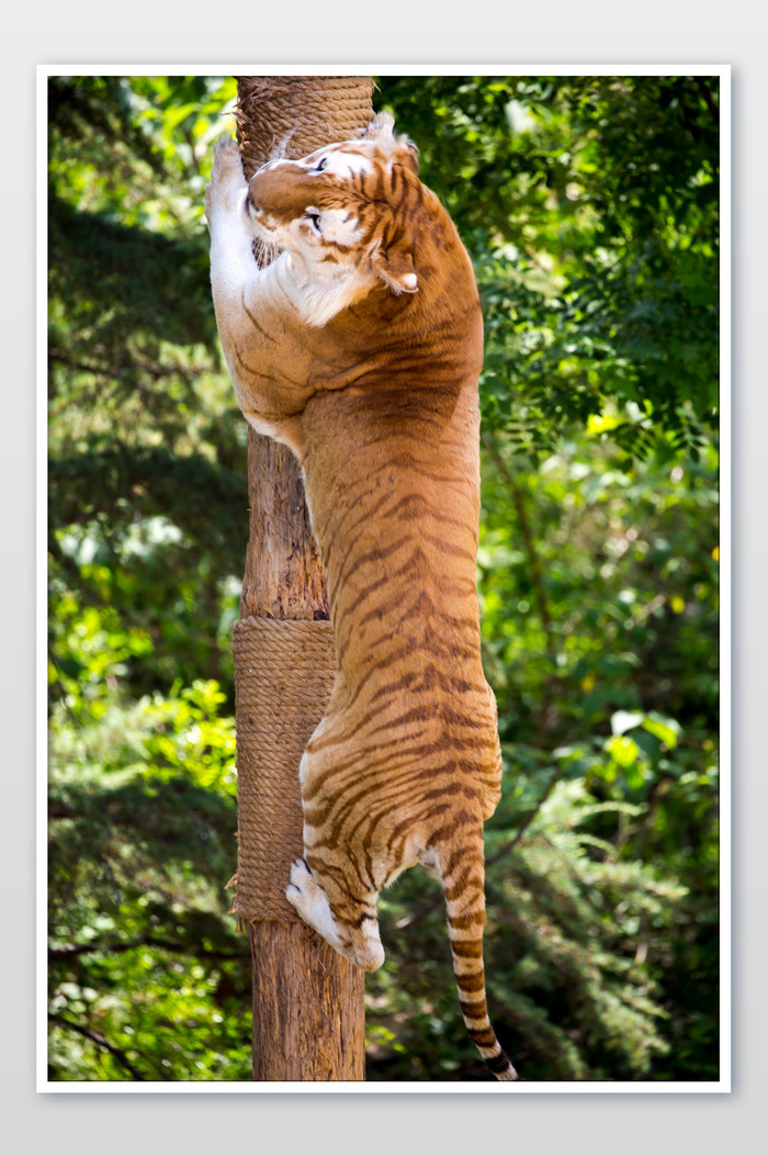 老虎爬树摄影图片