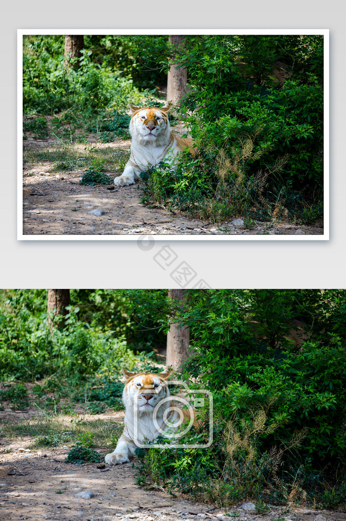 林间猛兽老虎摄影图片