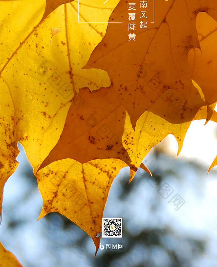 二十四节气立秋枝头的枫叶手机海报