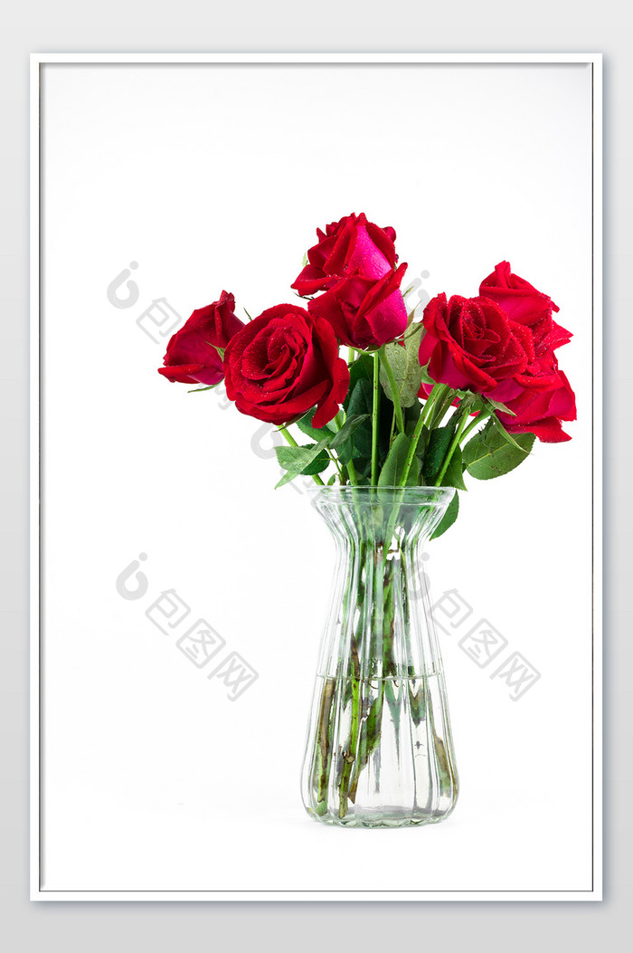 清新白底红玫瑰花摄影图