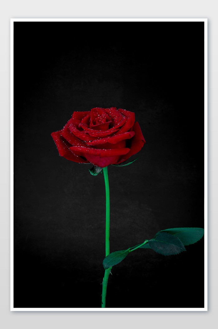 清新红玫瑰花摄影图片