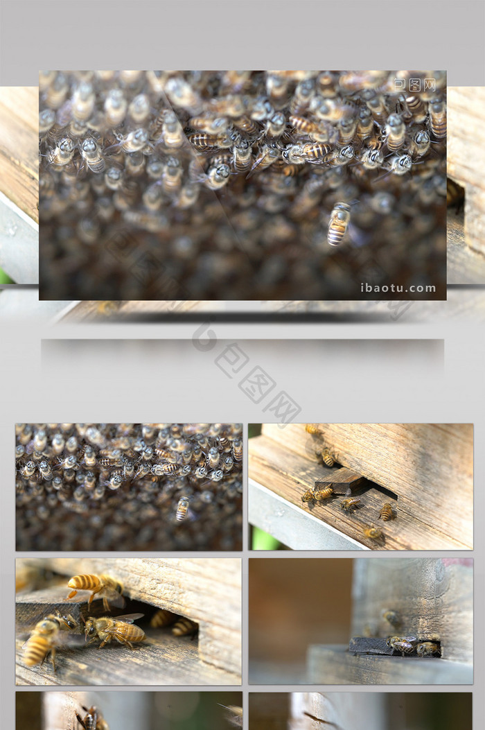 蜜蜂特写微距拍摄蜜蜂箱实拍镜头