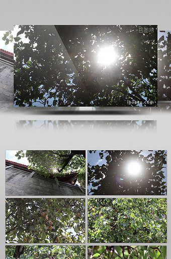 实拍太阳穿过的梨树图片