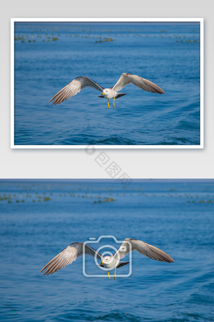 大连飞翔的海鸥海边摄影图片