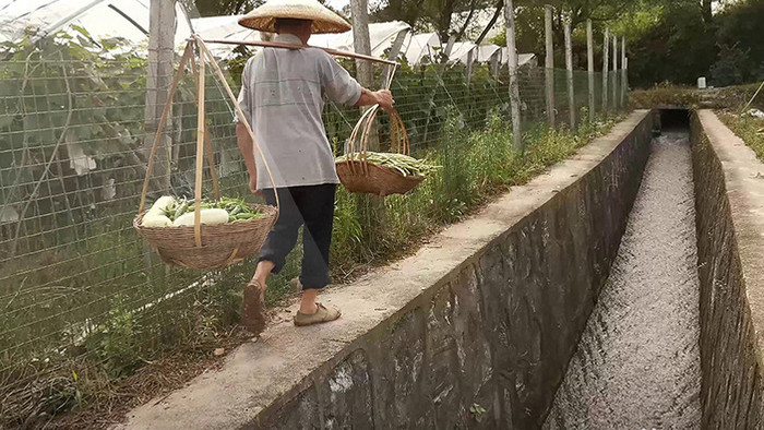 傍晚农民丰收挑担蔬菜回家