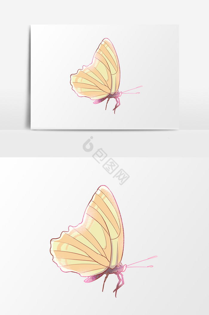 昆虫蝴蝶图片