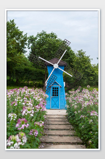 夏日乡间花海风车