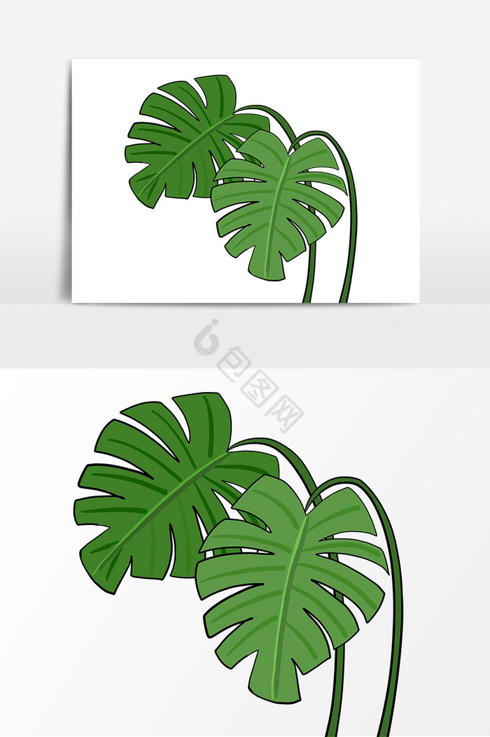 植物龟背叶子图片