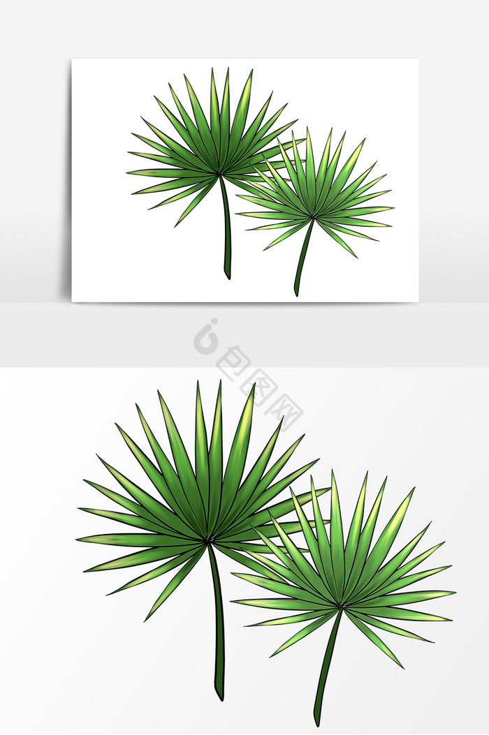 植物棕榈椰子图片