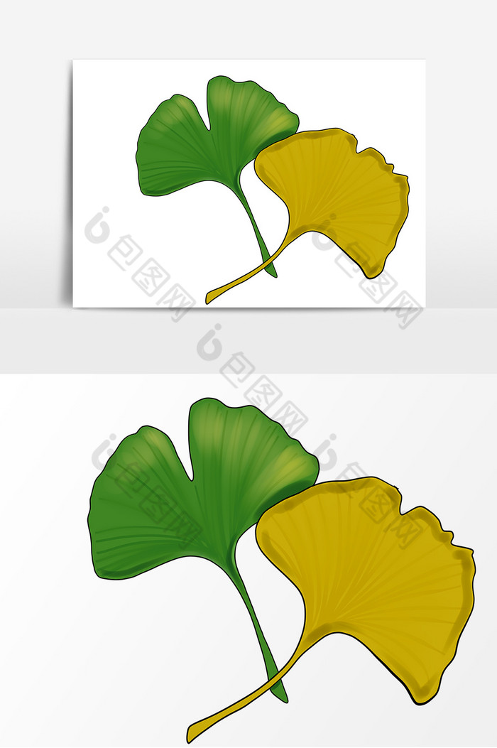 植物银杏叶子图片图片
