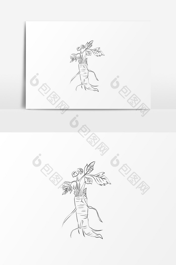 卡通手绘线描元素白芷图片