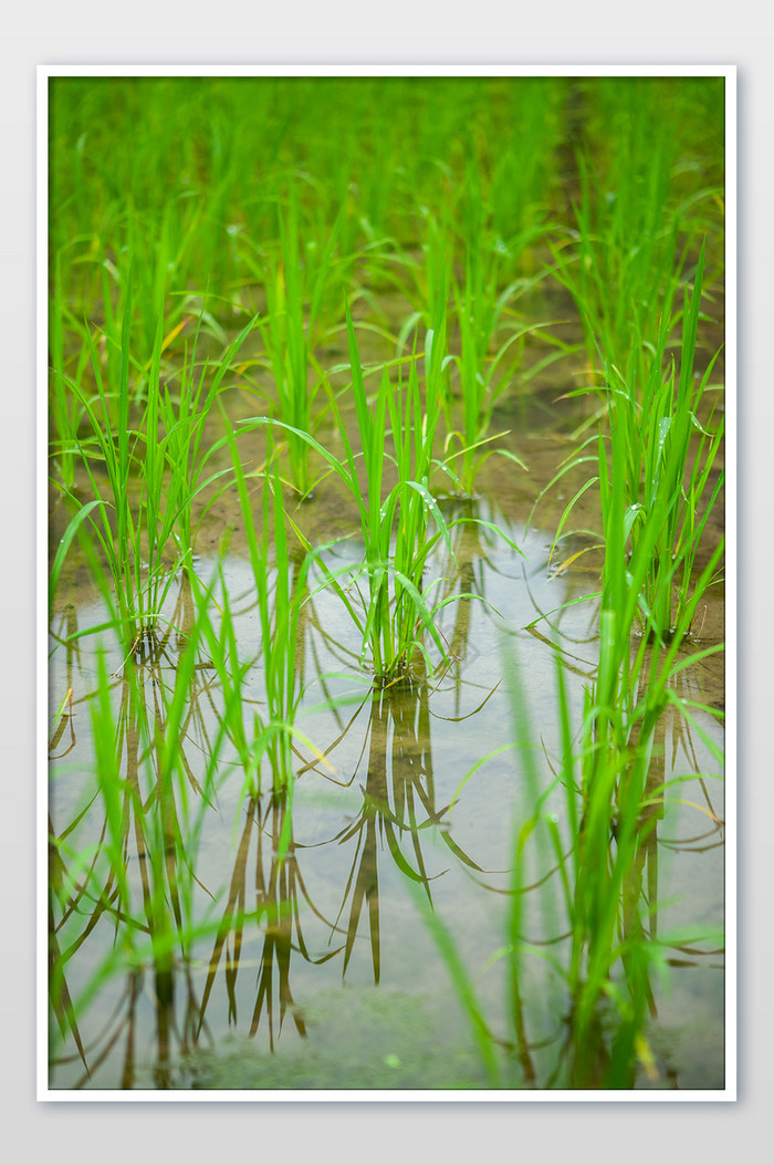 乡村夏日休闲健康水稻农作物天然图片